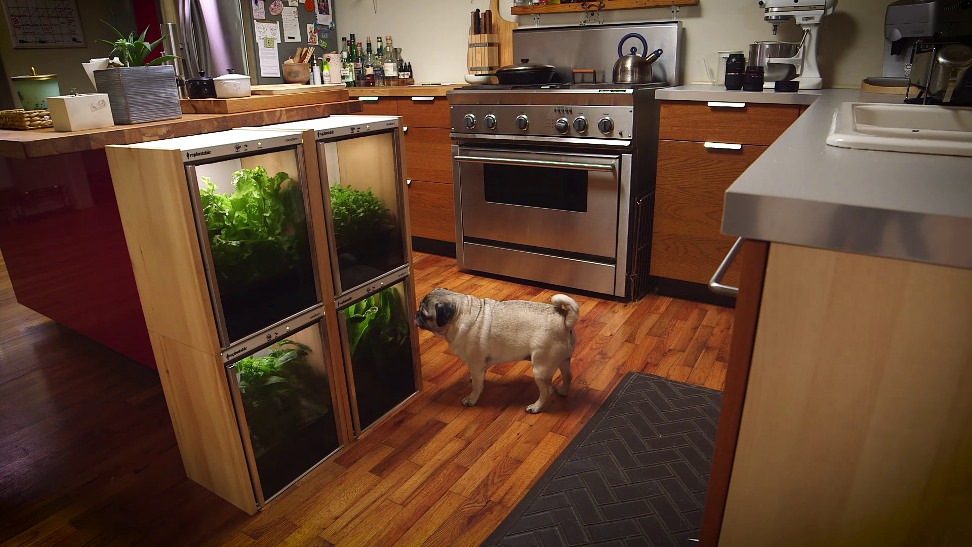 The Nanofarm is a tiny modular farm that fits on a kitchen countertop. It grows vegetables, herbs and salad greens. It was designed by Replantable, a startup launched by recent Georgia Tech graduates Ruwan Subasinghe and  Alex Weiss. Replantable went through Georgia Tech's Startup Summer program in 2015. The 12-week program helps student teams launch startups based off their ideas and prototypes.The Nanofarm cabinet includes a water tray, LED grow lights and a plant pad. The plant pads are soil-free, p
